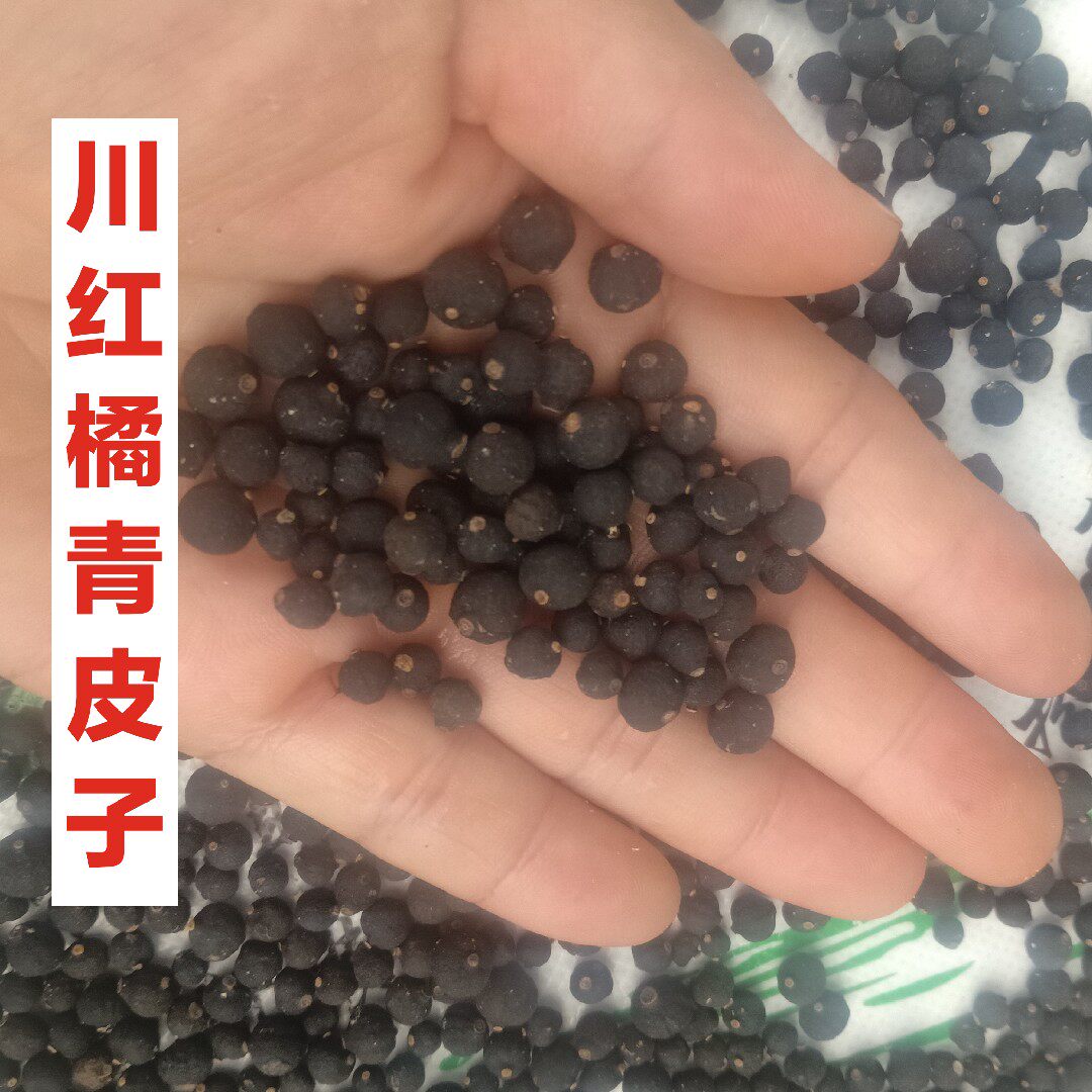 川红橘青皮子青小果川陈皮小果图片