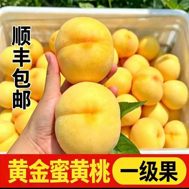黄桃新鲜水果砀山黄金密黄桃鲜果现摘现发孕妇水果顺丰包邮5斤