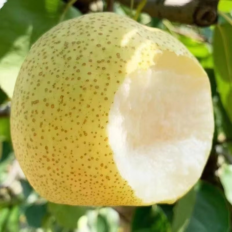 正宗砀山梨酥梨10斤包邮新鲜水果梨子现摘现发汤山酥梨礼盒团购梨