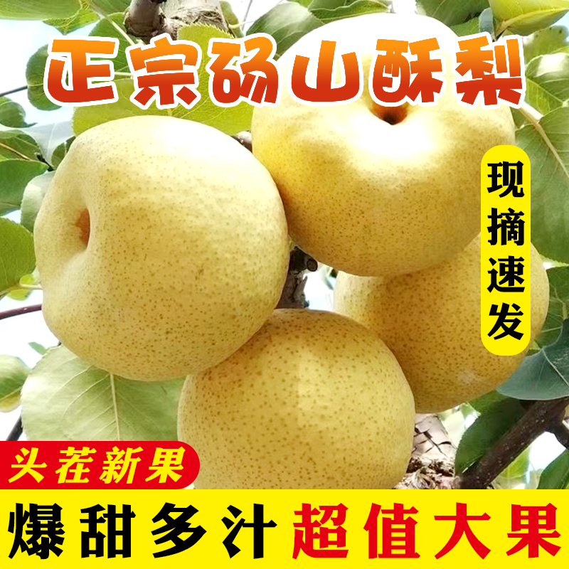 砀山梨新鲜蜜梨10斤包邮当季