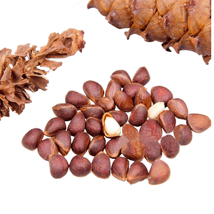 松鼠粮食磨牙零食松塔松子坚果食物主粮500g榛子松果果仁饱满饲料