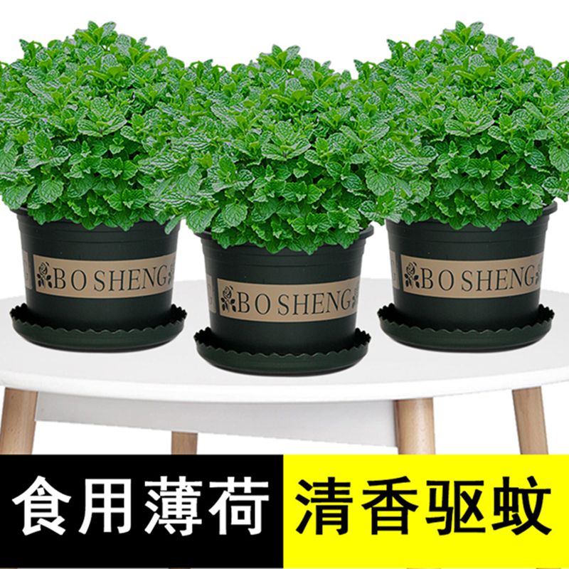 薄荷 盆栽禄植去蚊子薄荷叶新鲜食用花盆可以吃的驱蚊草植物室内