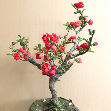 海棠花盆栽树苗盆景重瓣老桩庭院绿植物室内花卉四季开花好养包邮