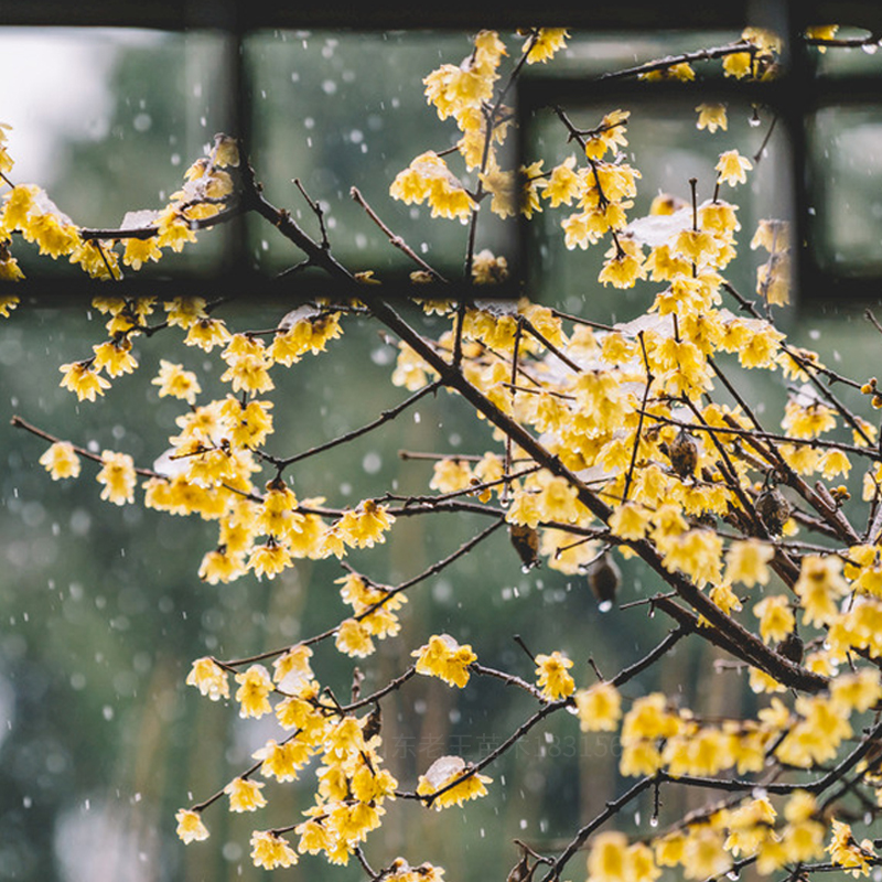 浓香型素心腊梅花 红梅树苗梅花盆栽带花苞发货庭院阳台耐寒花卉