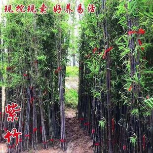 紫竹苗黑竹墨竹庭院绿化紫竹根苗金镶玉竹纯黑黑竹根庭院北方耐寒