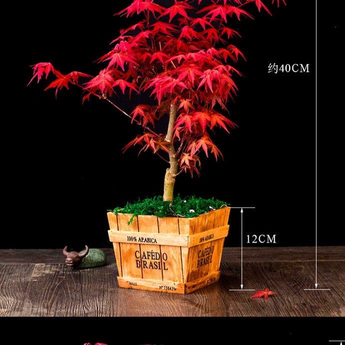 日本红枫盆景矮霸枫树老桩花卉植物室内花办公桌盆栽黄金枫树苗