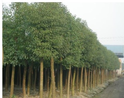 香樟树苗大小叶香樟庭院四季常青驱蚊南北方种植大型工程绿化苗木