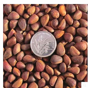 野生马尾松子 魔王松鼠 雪地 金花 仓鼠金丝熊 粮食零食  50g