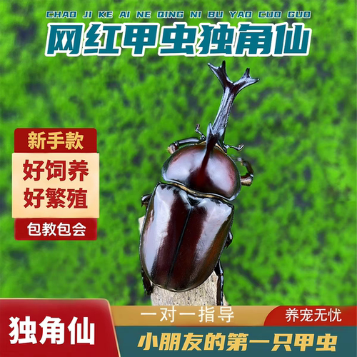 宠物独角仙活虫甲姬兜长戟大兜网红新手入门级好养昆虫大力士甲虫