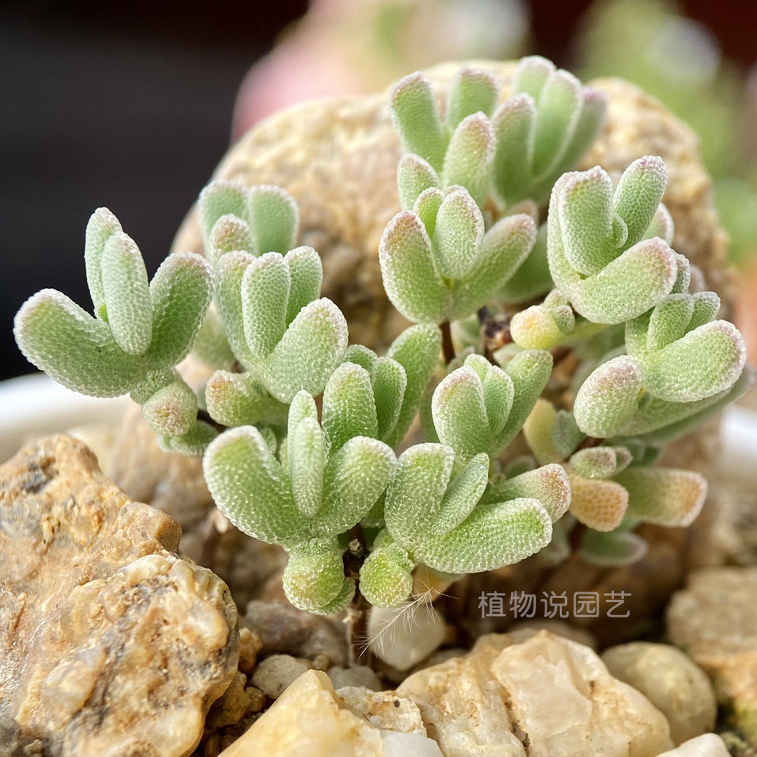 10.25上新一物一拍冰糕叶水晶小虾钳枝干番杏桩稀有热门多肉植物