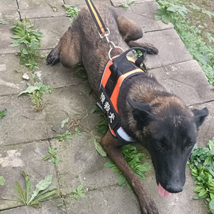 马犬胸背胸带 项圈牵引训犬搜救犬背带背心马甲训练训狗