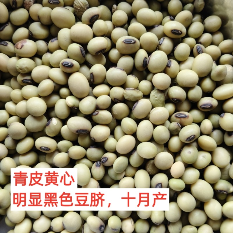 重庆农家椭圆形黄豆老品种青皮黄心明显黑色豆脐十月产新晚熟冬豆