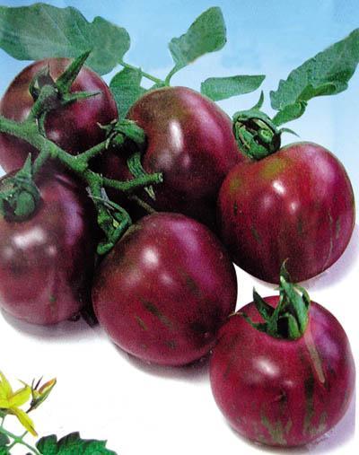 【紫玉番茄西红柿种子】寿光蔬菜种子推荐 紫番茄 原装种子R