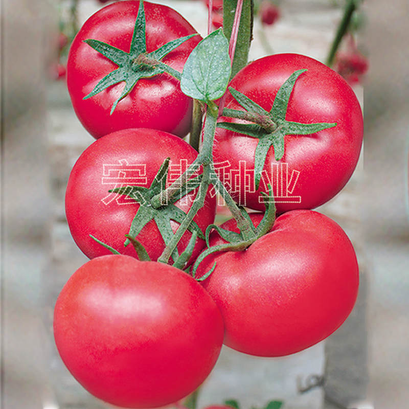 西红柿早春越冬番茄种子