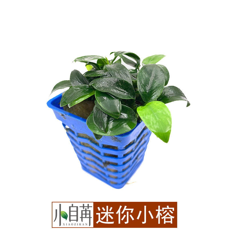 迷你小榕水榕水草活体鱼缸造景真水草水族箱观赏装饰阴性好养
