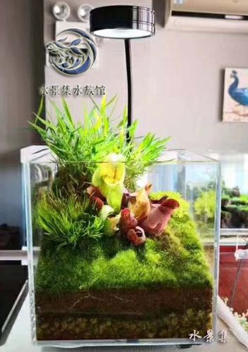 厚义LED暖光生长竹板灯水草灯