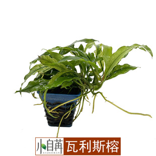 瓦利斯榕迷你水榕水草活体鱼缸造景真水草水族箱观赏阴性好养