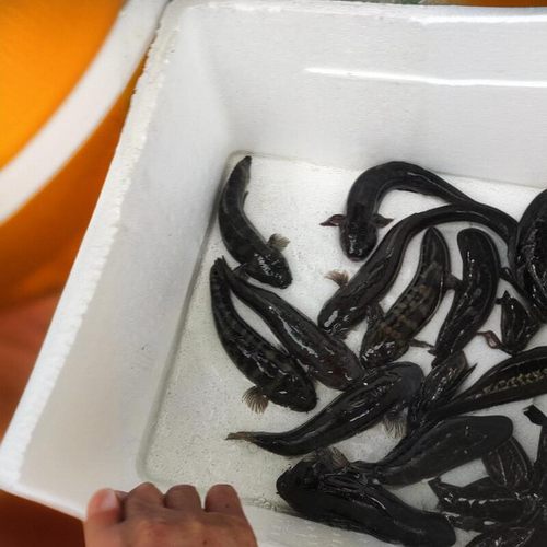 包活蟹虎中华乌塘鳢大只顺丰包邮
