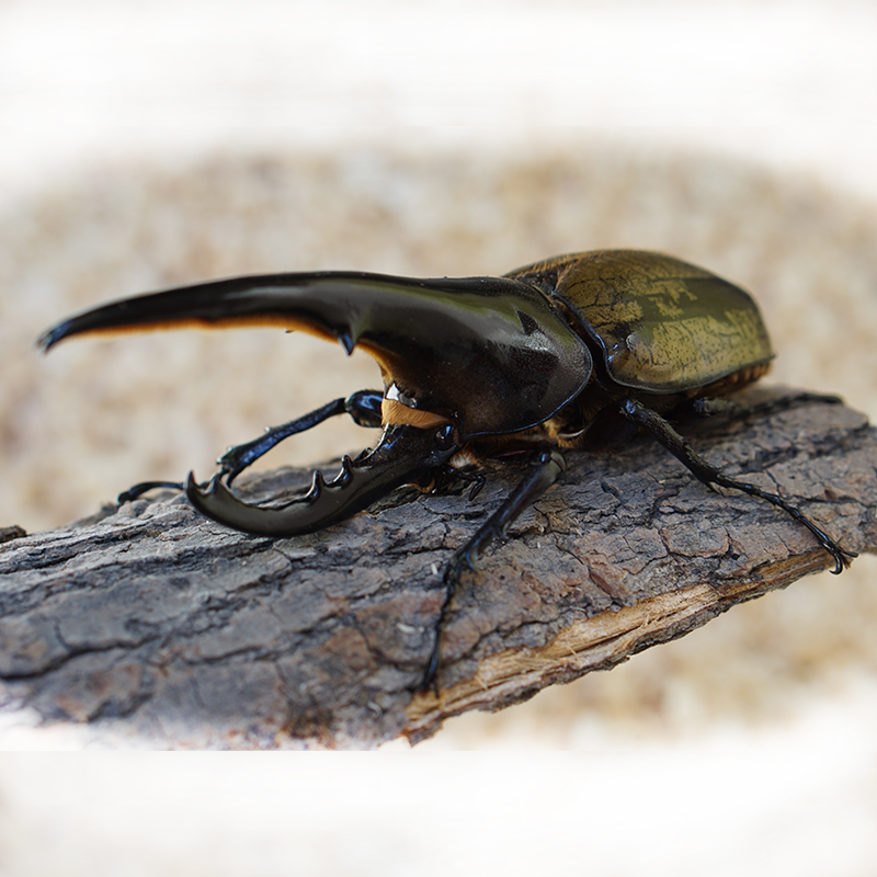 长戟大兜虫昆虫甲虫DHH成虫幼虫甲虫活体格力斯长戟对虫独角仙
