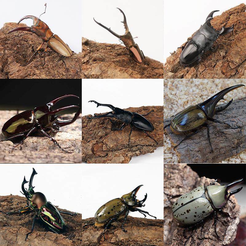 台湾鸡冠美他利佛细身锹甲黄纹锹甲虫长颈鹿侧纹活体云顶兜虫宠物,宠物/宠物食品及用品,甲虫,淘宝优惠券,粉丝福利购,淘宝优惠卷