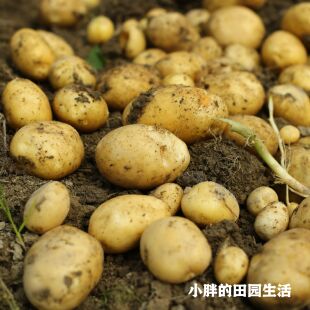 湖南新鲜蔬菜黄心土豆农家自种黄皮马铃薯现挖洋芋时令应季菜土豆