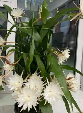 大叶昙花花苗室内外盆栽垂吊植物花卉月下美人昙花一现好养易开花