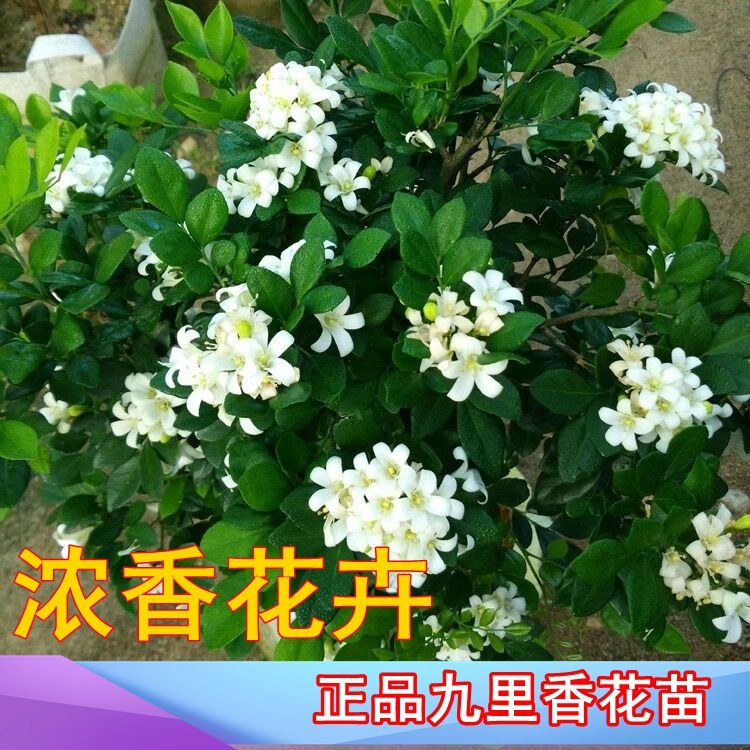 九里香盆栽花苗室内外花卉七里香