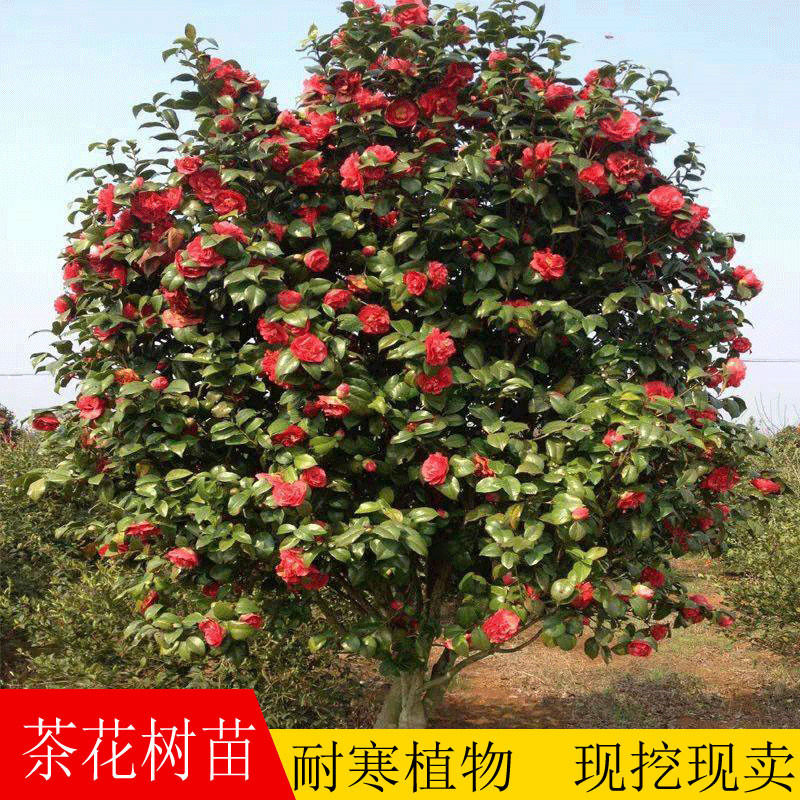树状耐寒耐冬山茶花树苗香妃千里香棒棒糖茶花苗盆栽地栽庭院花卉