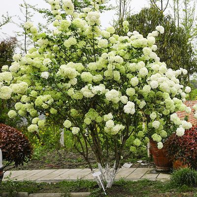 中华木绣球树室外花园植物花卉木本大花斗球庭院阳台灌木盆栽花苗