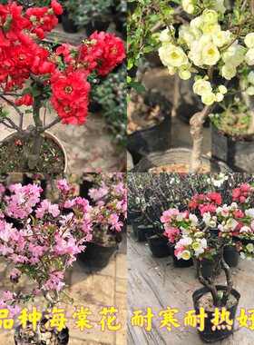 盆景日本树桩矮化重瓣植物花卉