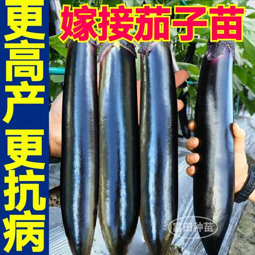 寿光嫁接长茄苗秧高产抗病紫黑圆茄带土球穴盘苗四季盆栽庭院种子