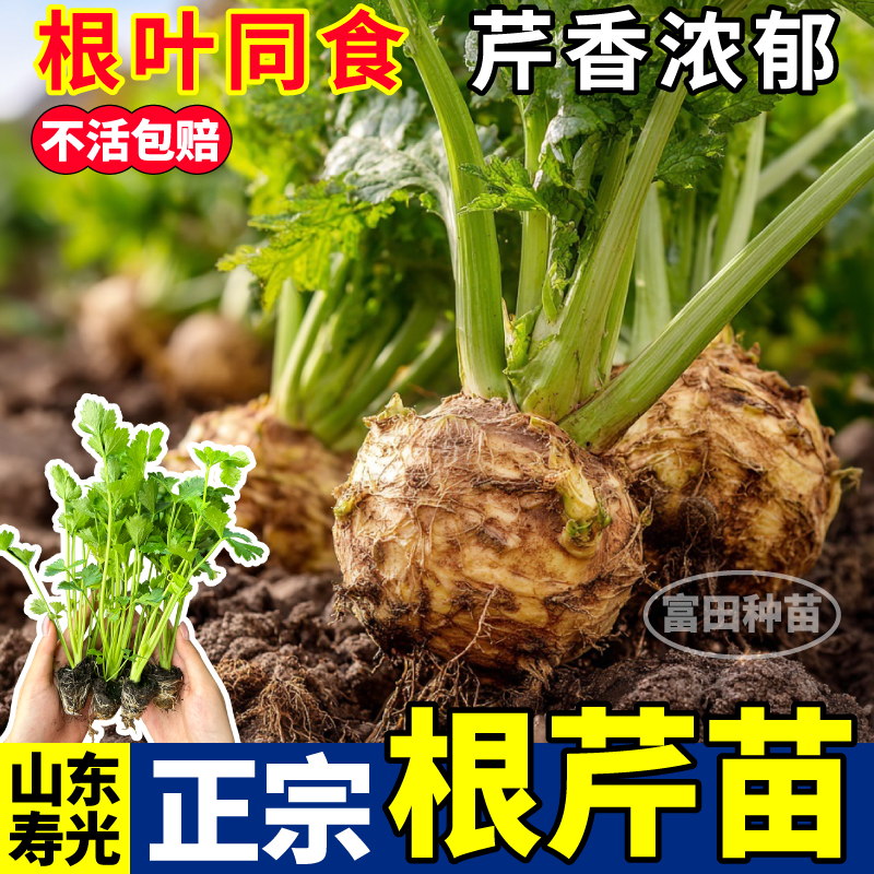 正宗根芹苗秧超耐寒易种香芹西芹红芹种子四季阳台小院盆栽寿光