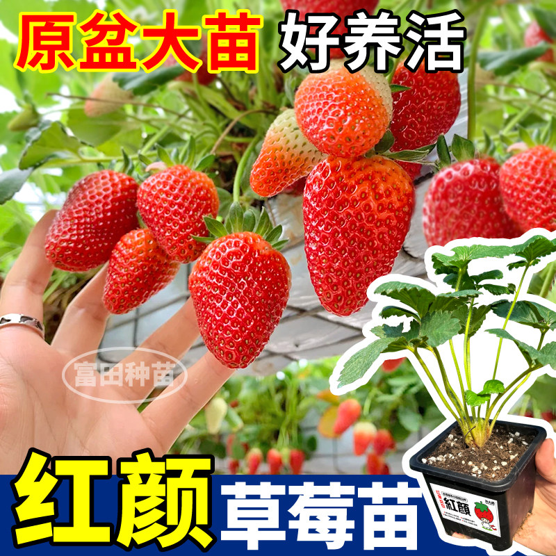 丹东99红颜草莓苗秧四季大果超甜草莓原土原盆大苗奶油草莓易种活