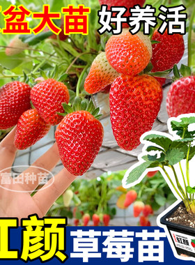丹东99红颜草莓苗秧四季大果超甜草莓原土原盆大苗奶油草莓易种活
