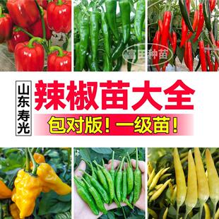 寿光辣椒苗秧大全各种辣椒红小米螺丝黑红绿黄甜椒线椒美人蔬菜苗