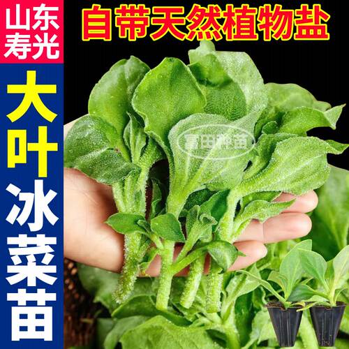 苗场直发冰菜苗秧大叶水晶冰菜冰草种子籽重复采收带土球四季阳台