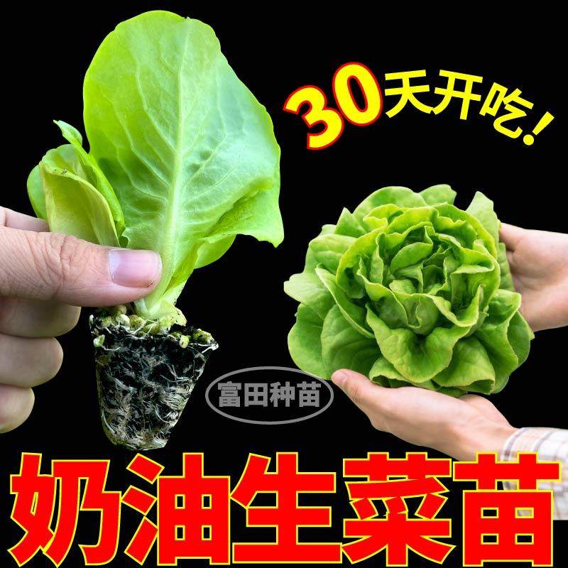 寿光奶油生菜苗秧脆甜好吃大速结球红皱生菜种子耐寒易种植带土球,鲜花速递/花卉仿真/绿植园艺,种苗/半成品盆栽,淘宝优惠券,粉丝福利购,淘宝优惠卷