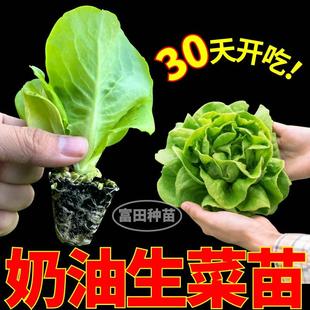 寿光奶油生菜苗秧脆甜好吃大速结球红皱生菜种子耐寒易种植带土球