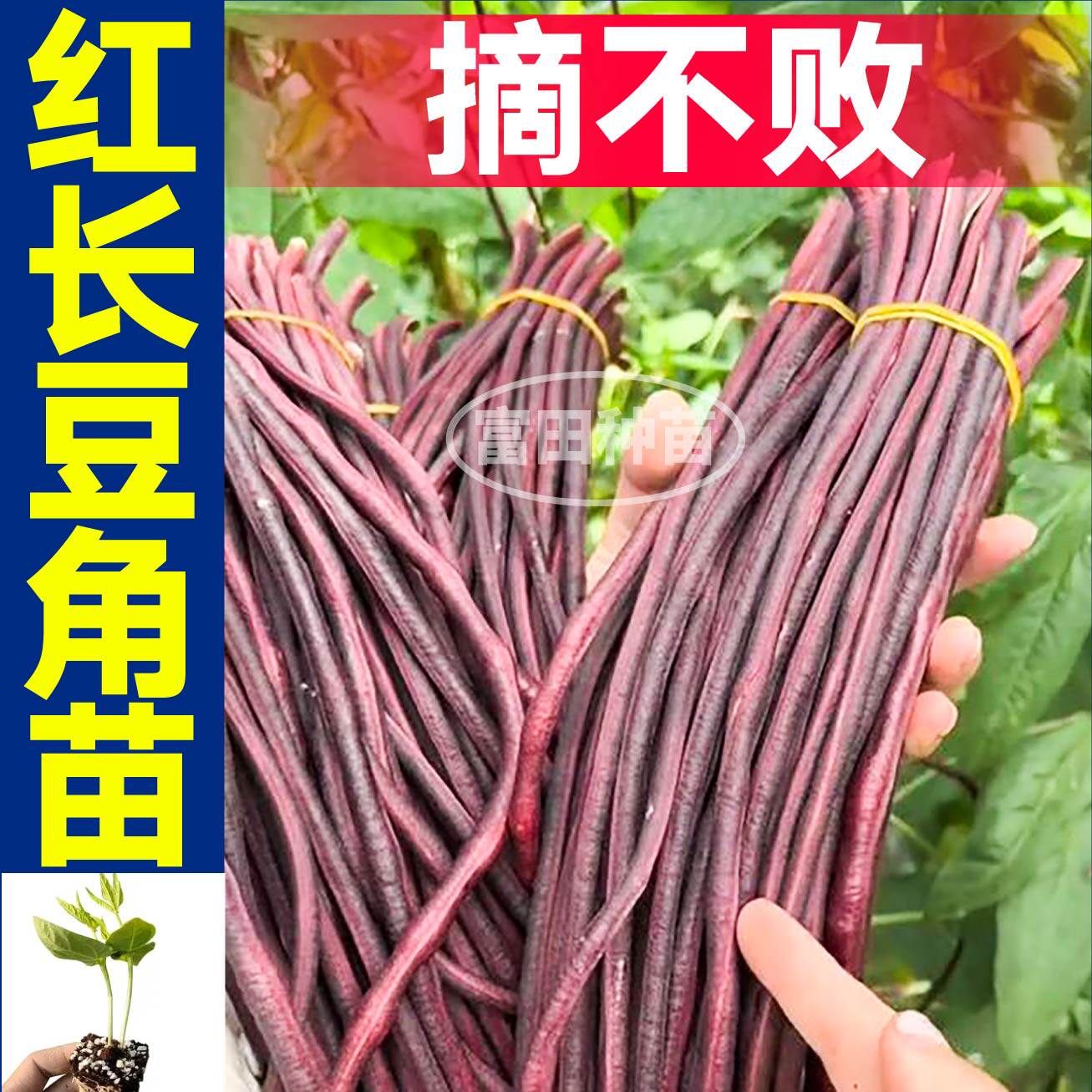 压塌架红长豆角苗秧高产摘不败四季春秋盆栽豇豆苗带土球种子籽
