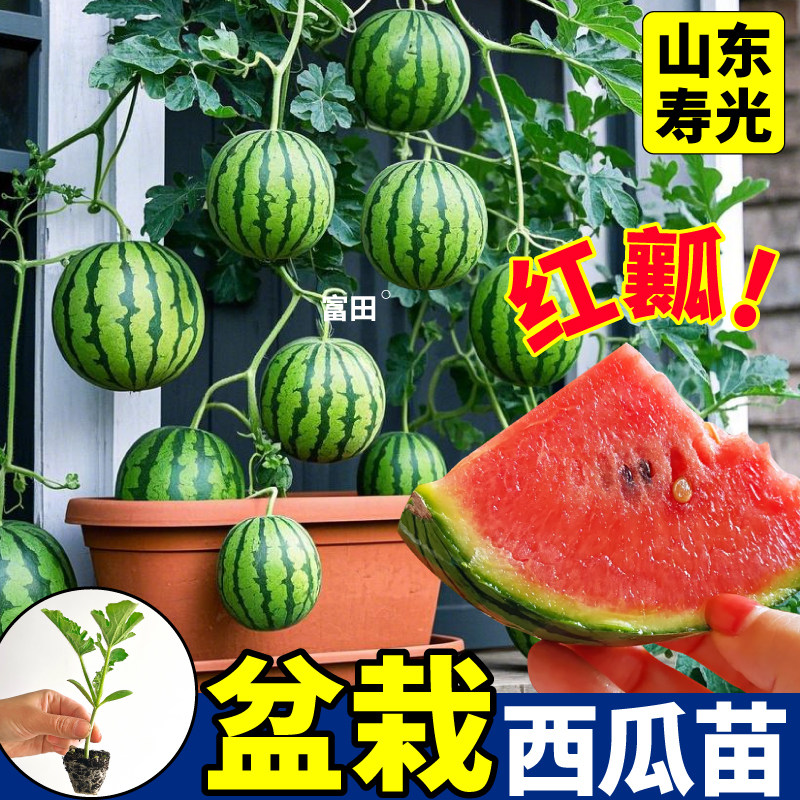 山东寿光盆栽小西瓜苗秧超甜红瓤黄瓤早春红玉西瓜苗种子四季高产