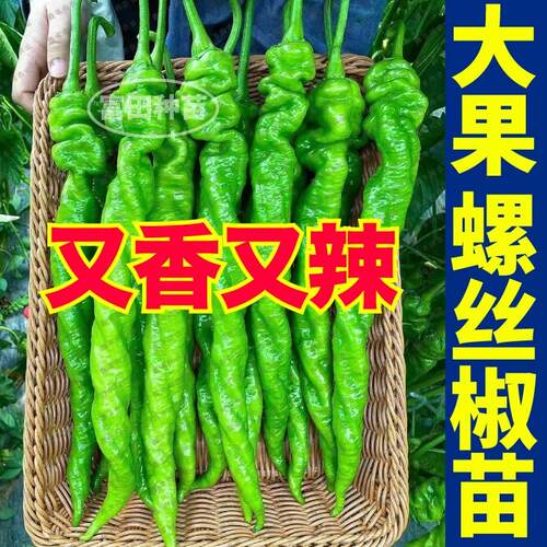 大果螺丝椒苗秧又香又辣朝天美人杭椒薄皮辣椒种子高产抗病带土球