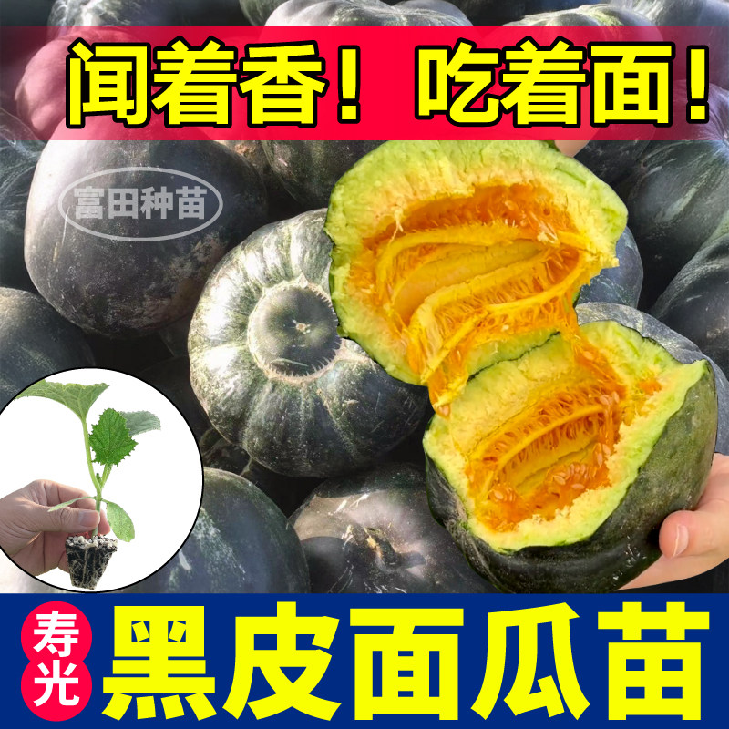 寿光黑皮面瓜苗秧高产抗病香甜软面黄皮面瓜种子四季盆栽阳台小院
