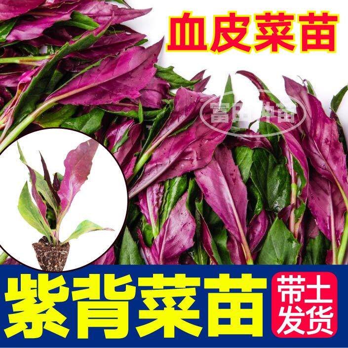 紫背天葵菜苗秧天然补血菜四季高产血皮观音菜穴盘带土球阳台盆栽