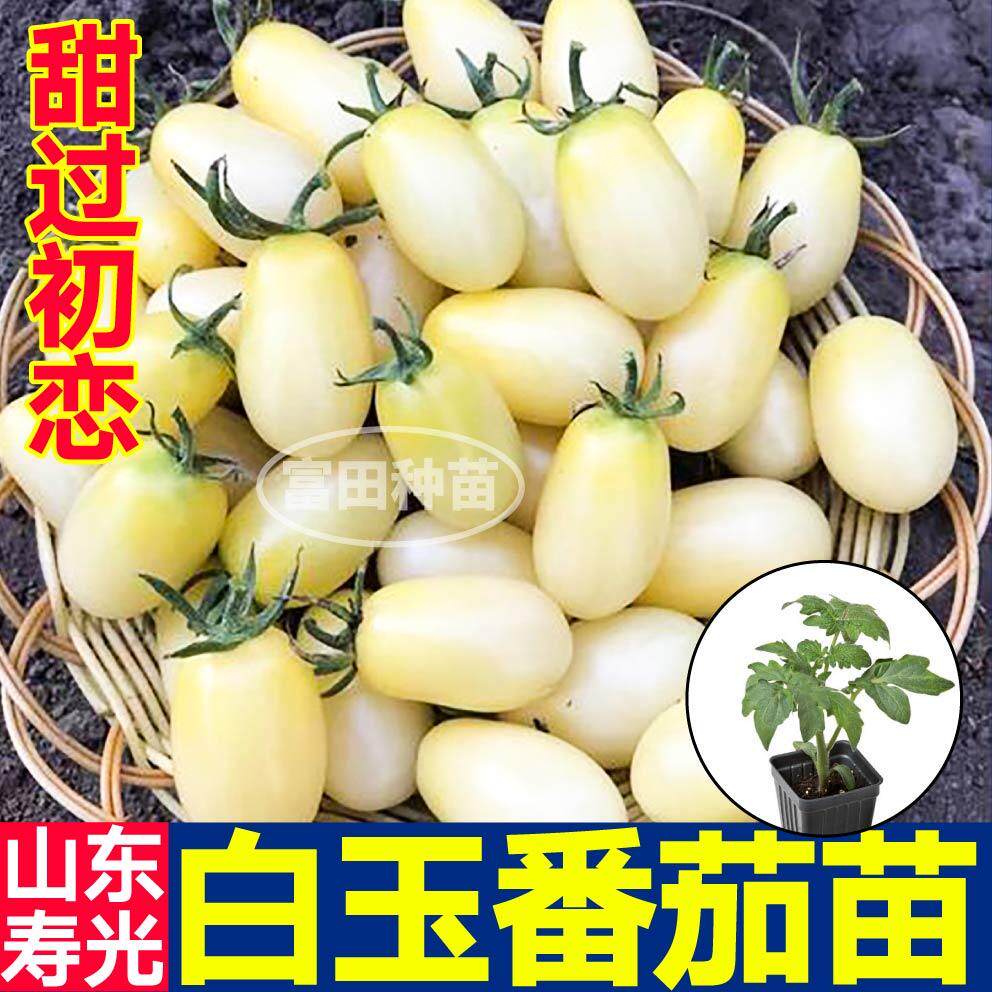 串收白玉番茄苗秧白千禧圣女果四季盆栽小樱桃番茄种子籽小西红柿