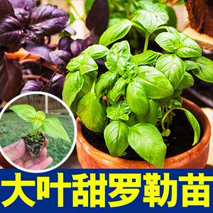 食用香料大叶甜罗勒苗秧紫罗勒金不换九层塔种子阳台观赏盆栽芳香