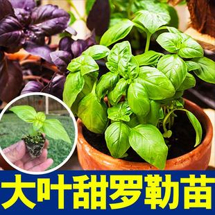 食用香料大叶甜罗勒苗秧紫罗勒金不换九层塔种子阳台观赏盆栽芳香