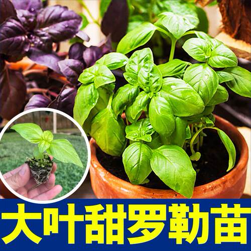 食用香料大叶甜罗勒苗秧紫罗勒金不换九层塔种子阳台观赏盆栽芳香