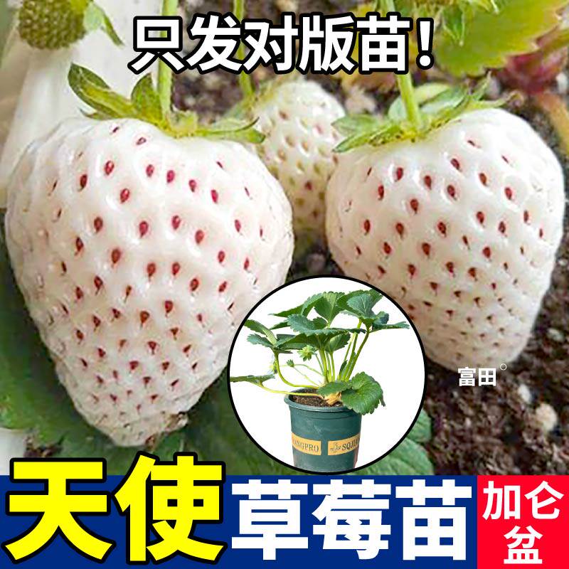 原盆直发天使AE草莓盆栽苗秧奶油红颜香野原土盆草莓苗四季可种植