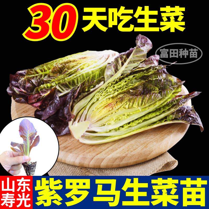 四季可种紫罗马生菜苗秧咖啡香麦菜大速结球直立生菜种子阳台盆栽