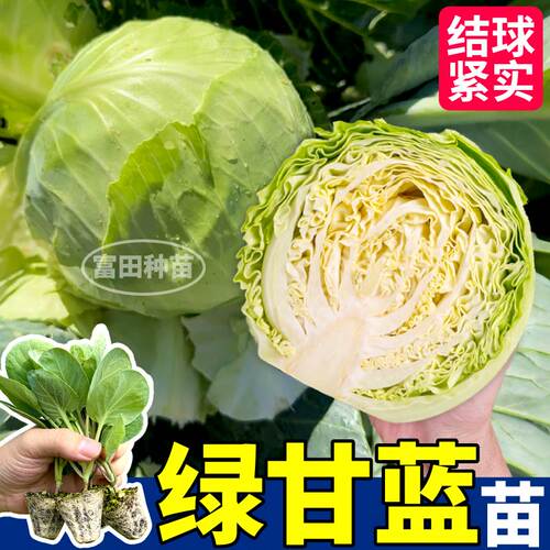 高产耐寒绿甘蓝秧苗带土球抗病结球紧实四季小院大田种穴盘培育苗